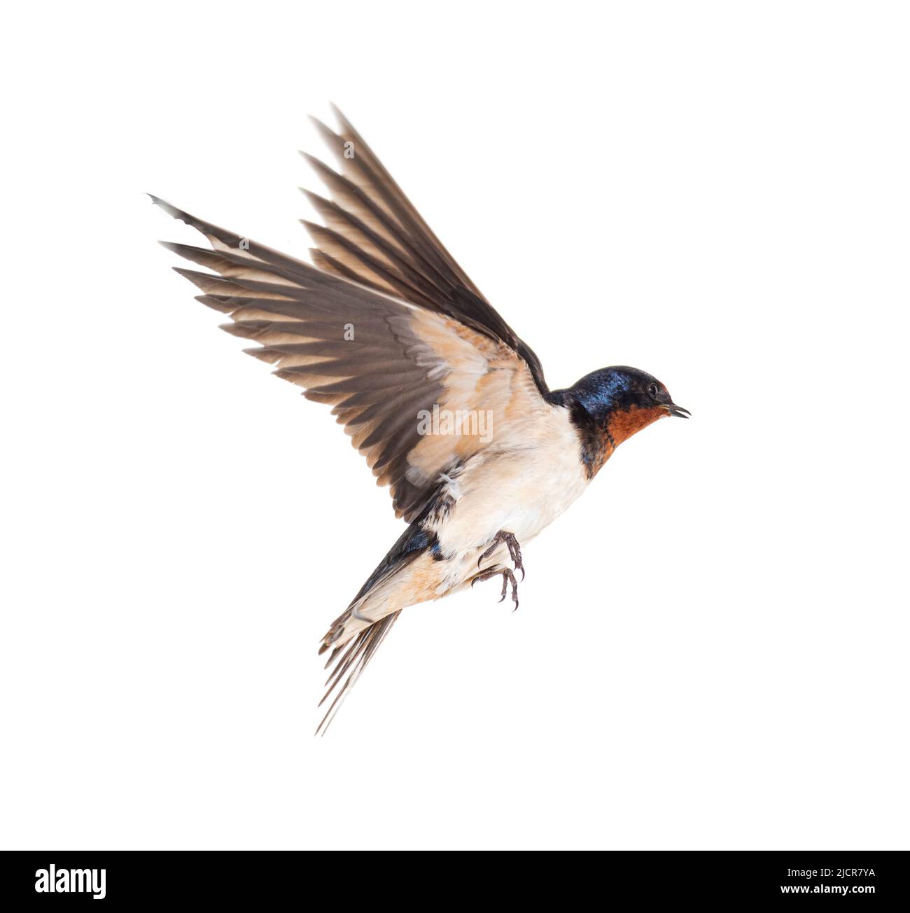 Granero Swallow Alas voladoras se extienden, pájaro, Hirundo rustica, volando contra fondo blanco Foto de stock