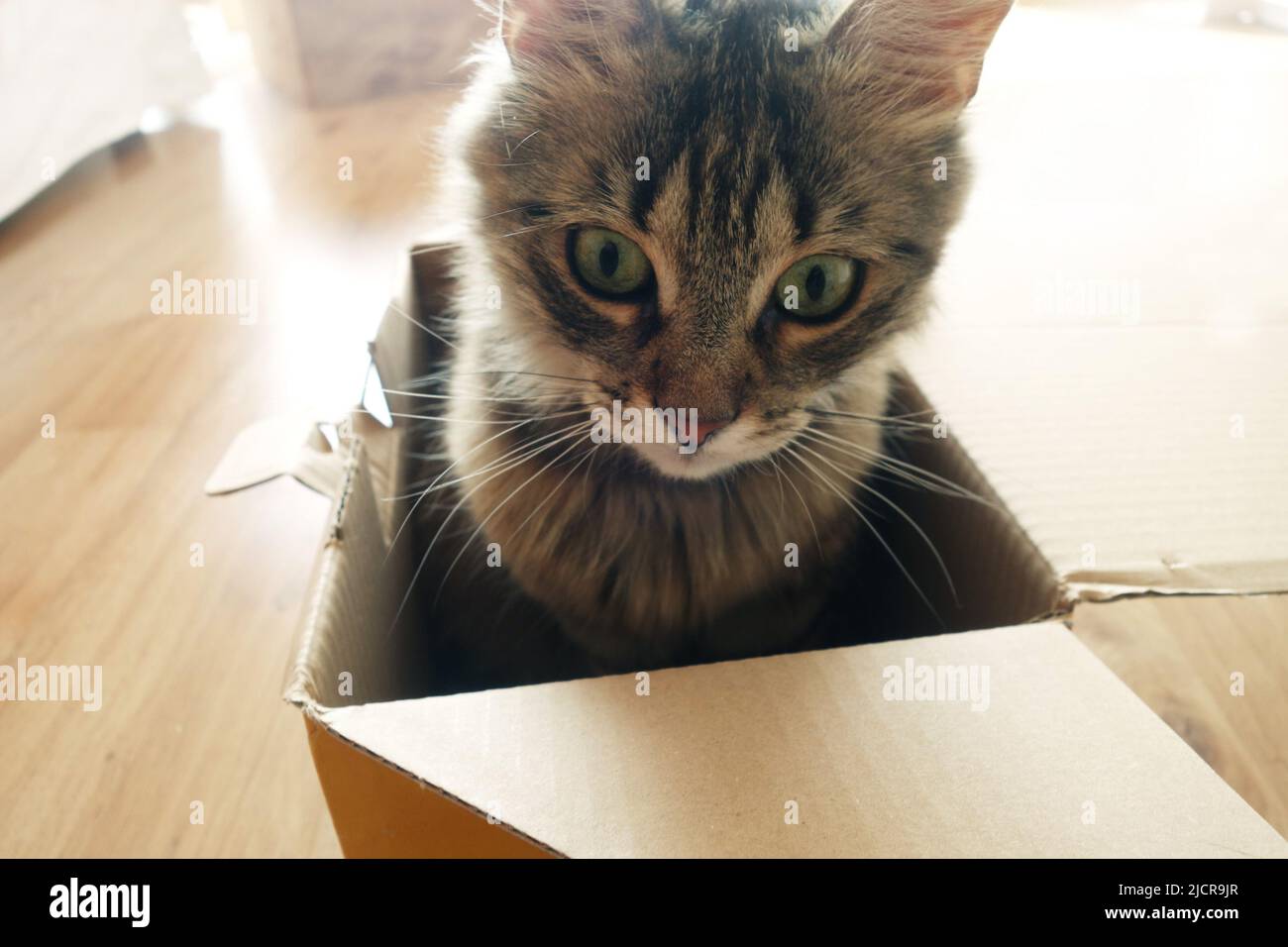 gatito doméstico dentro de una caja Foto de stock