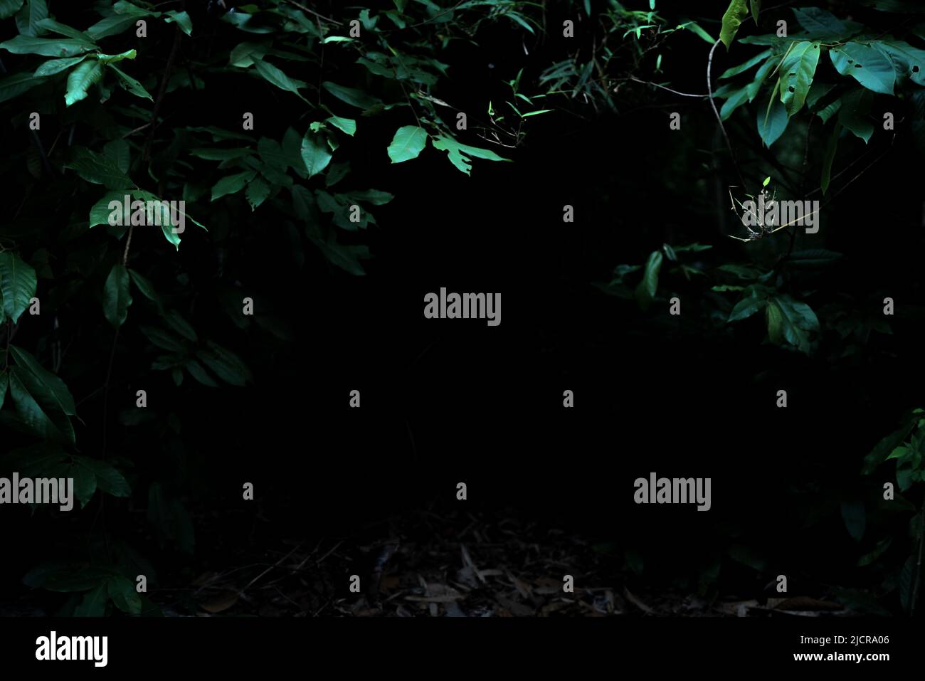 Bosque tropical follaje plantas arbustos marco sobre fondo oscuro Foto de stock