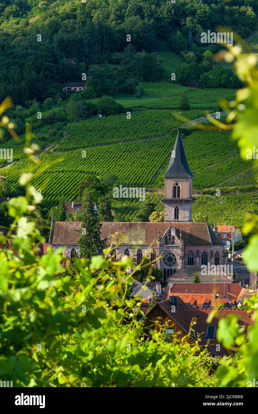 Presbytere Catholique Iglesia y la ciudad de Ribeauville, a lo largo de la Route des Vins, Alsacia Alto Rin, Francia Foto de stock