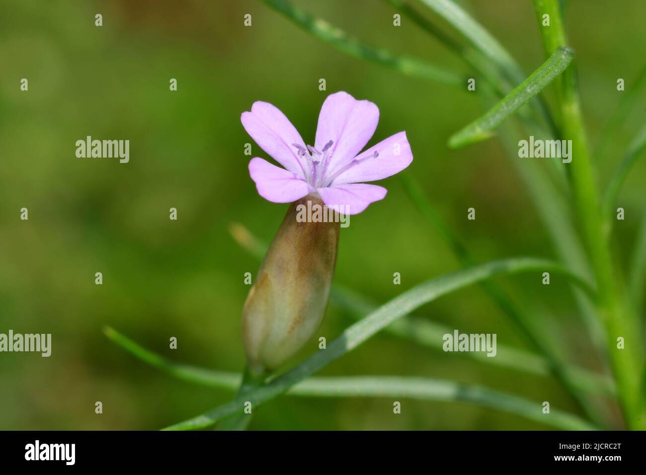 Proliferous childing-pink (Petrorhagia prolifera). Primer plano de la flor. Alemania Foto de stock