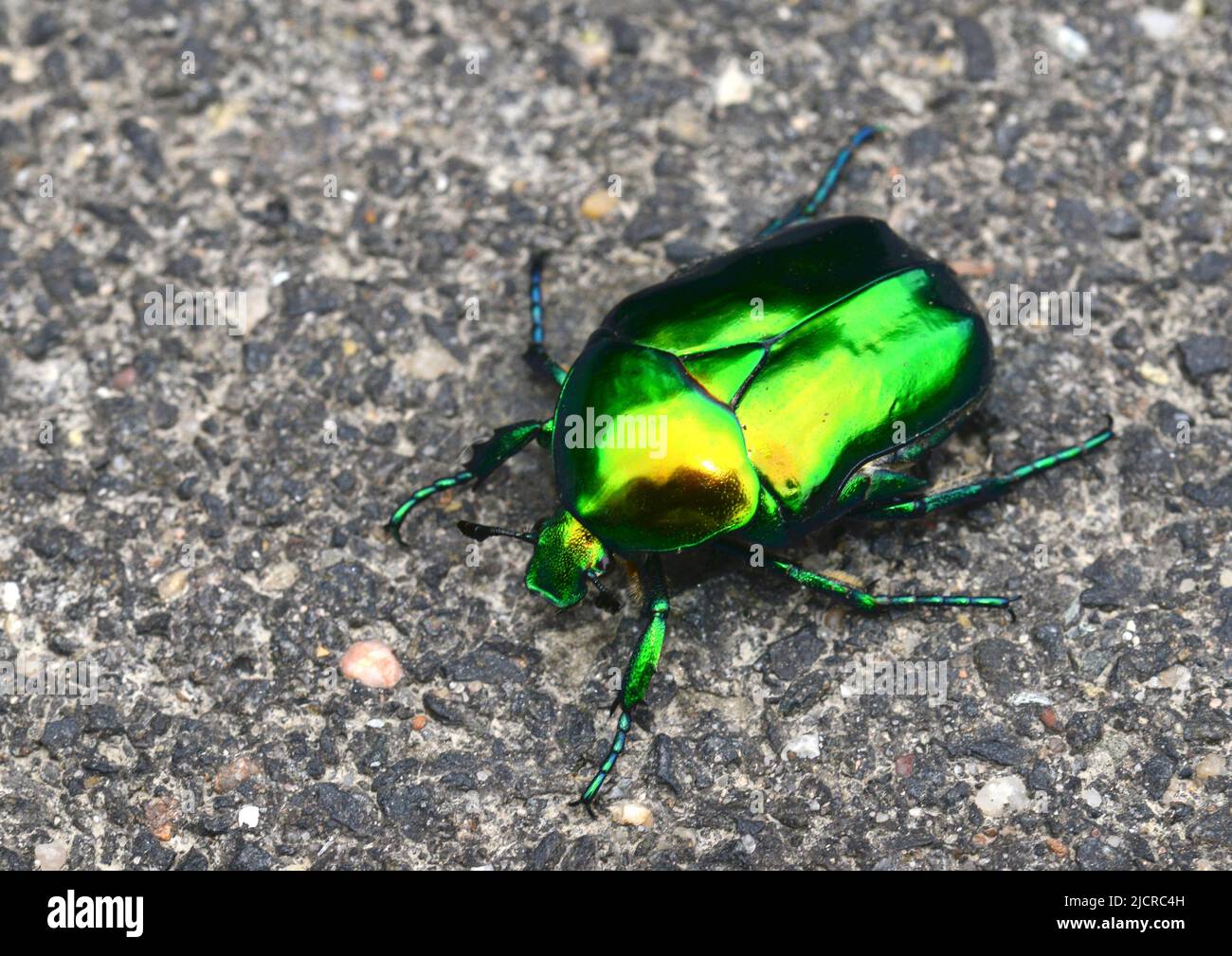 Flor Chafer, Gran Chafer Rosa (Potosia aeruginosa). El escarabajo se arrastra en el suelo al lado de la carretera. Alemania Foto de stock