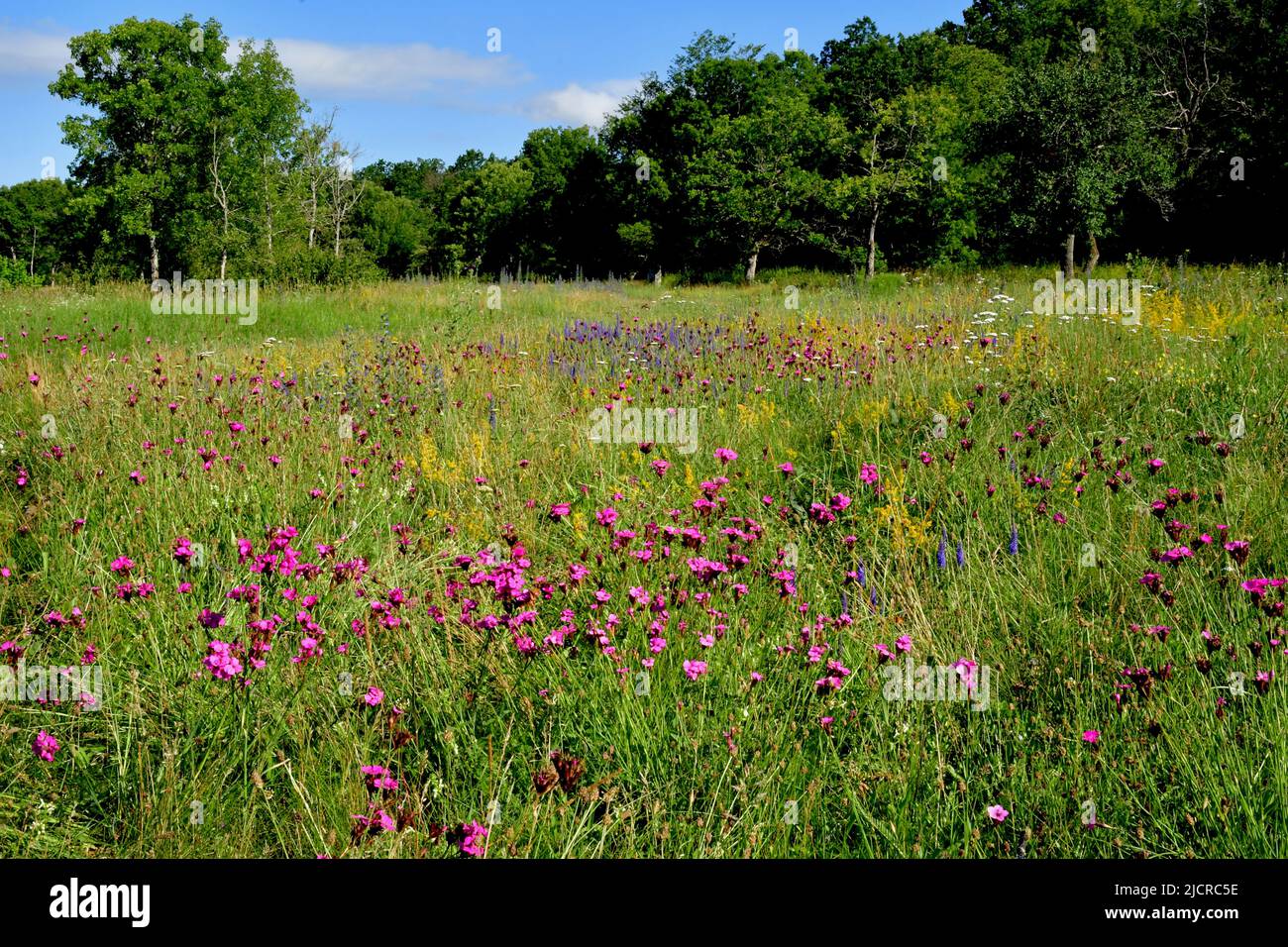 Densa población de plantas silvestres en flor en praderas calcáreas. Alemania Foto de stock