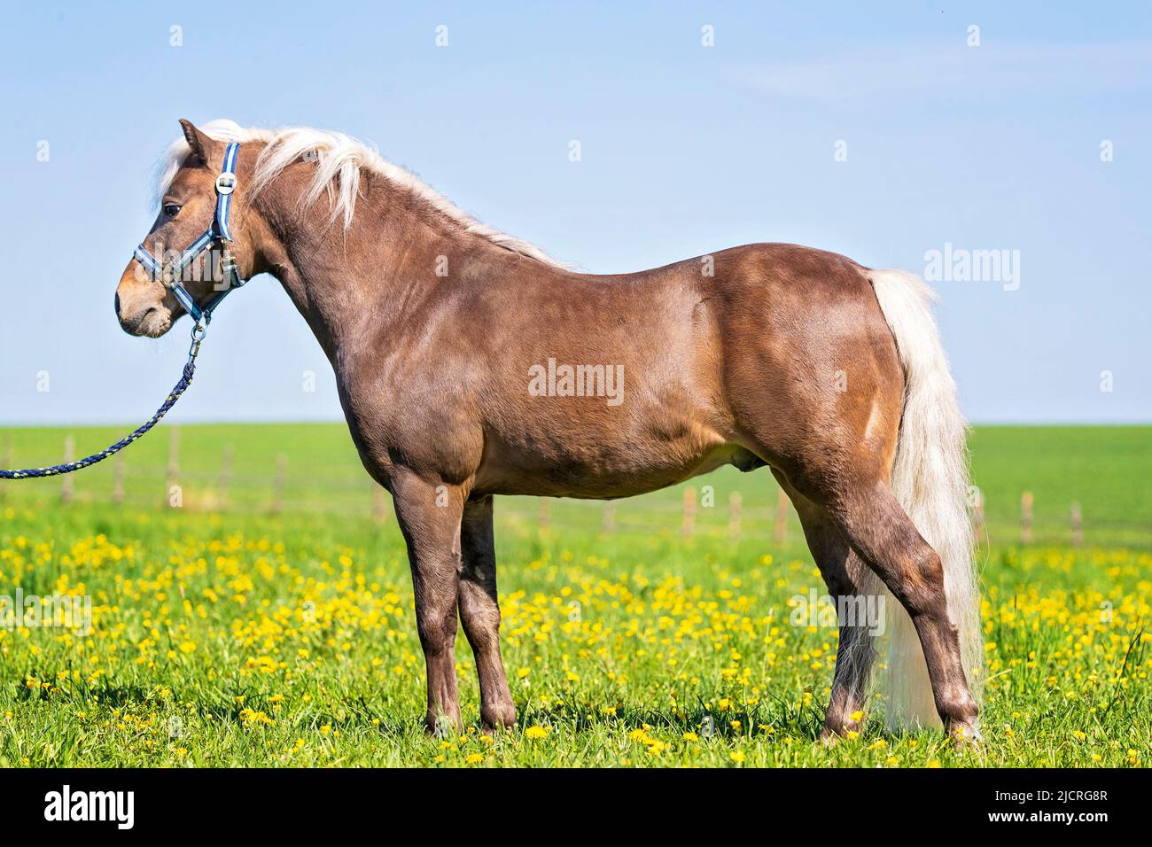 Pony clásico alemán. Palomino semental de pie, visto al lado. Alemania Foto de stock