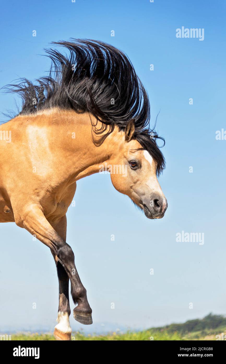 Pony galés (Sección B). Dun gelding saltando sobre un obstáculo, retrato, Austria Foto de stock