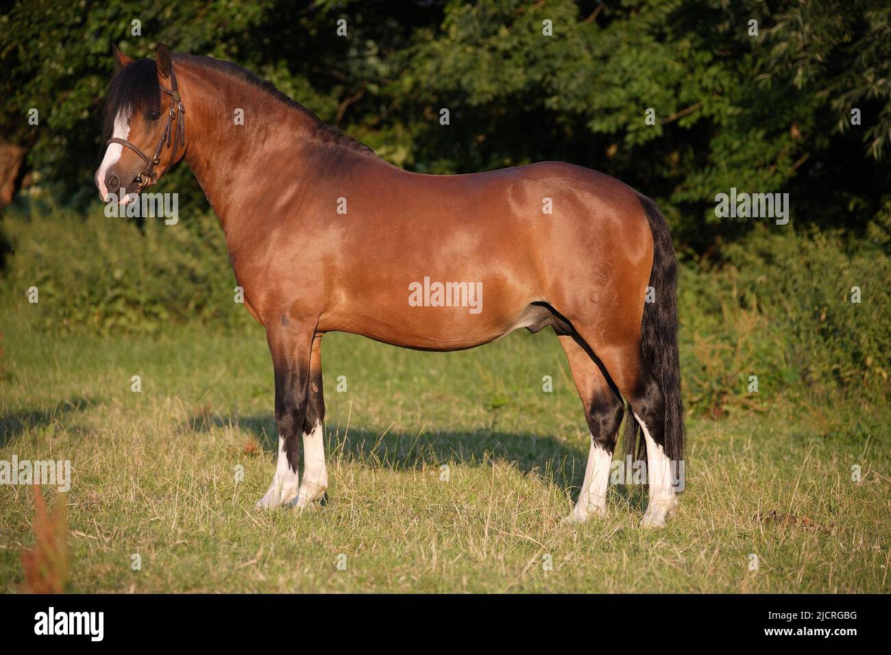 Welsh Mountain Pony, Sección A. Bahía de semental de pie, visto al lado. Alemania. Foto de stock