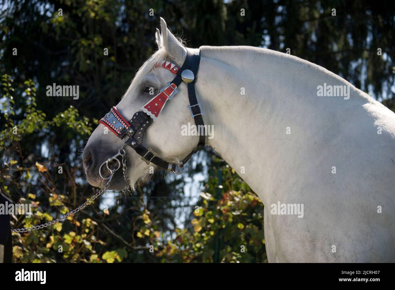 Caballo Percheron. Retrato de gelding gris con tachuela. Alemania Foto de stock