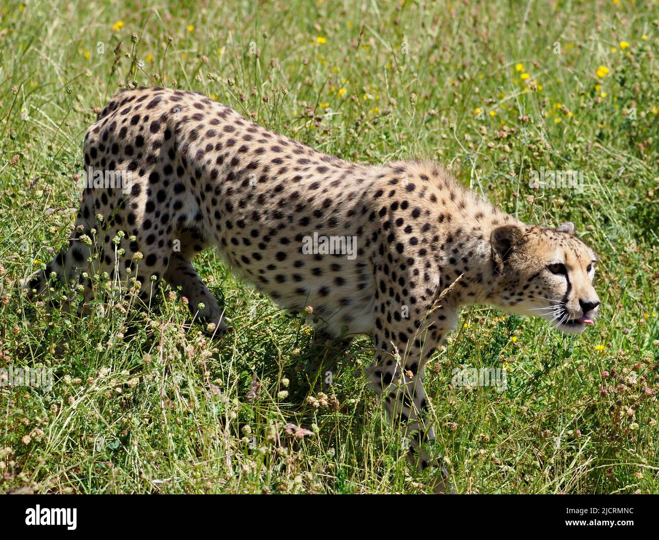 Primer plano Cheetah africano (Acinonyx jubatus) caminando entre pastos altos y vistos desde el perfil Foto de stock