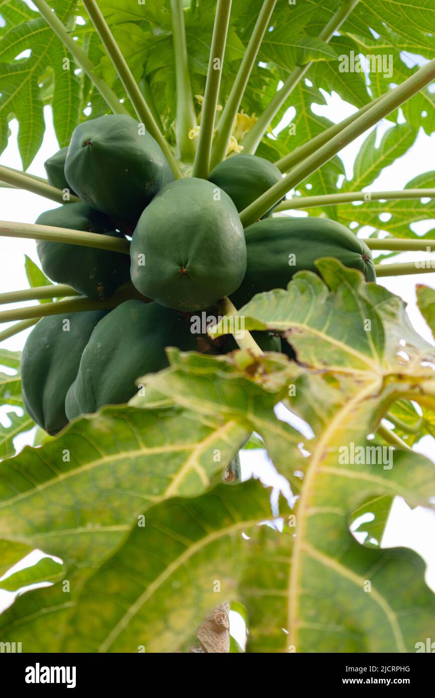 La papaya verde fresco en el árbol crece en Plantation Foto de stock