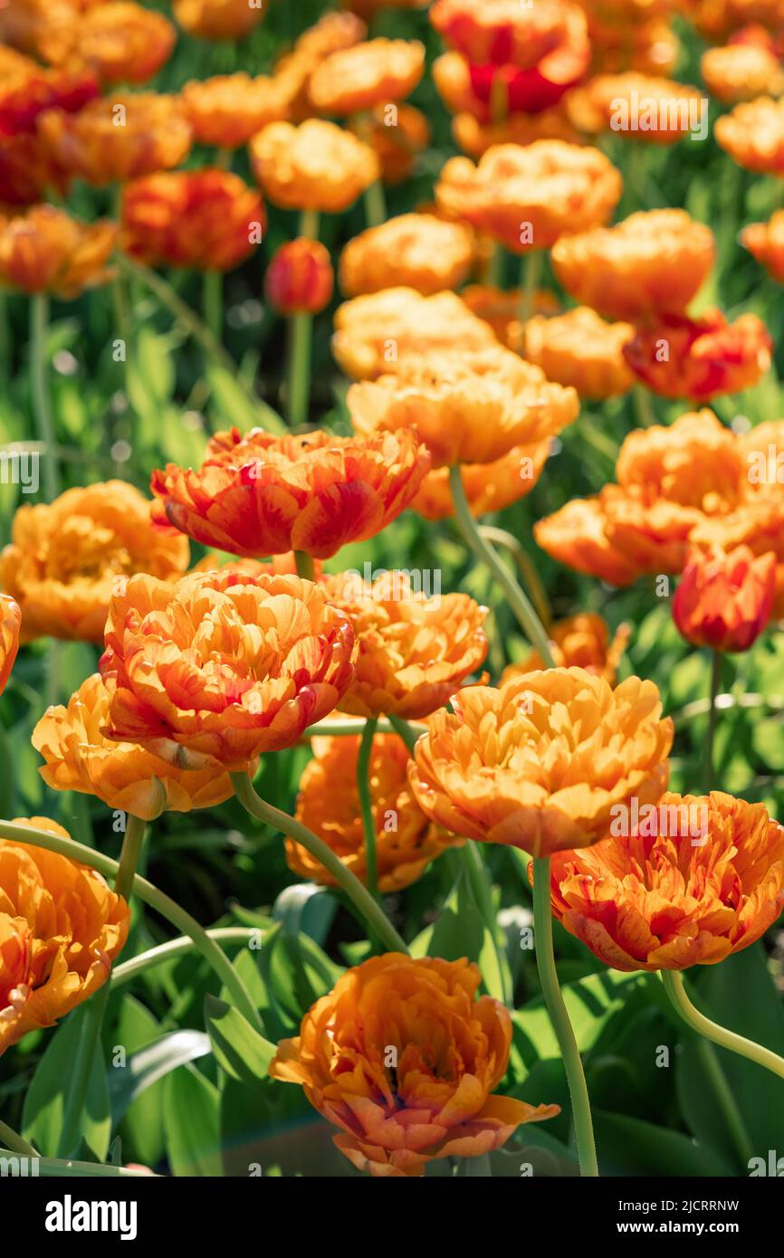hermosas flores de tulipán rojo y naranja en el jardín Foto de stock