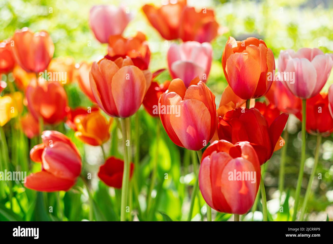 hermosas flores de tulipán rojo y rosa en el jardín Foto de stock