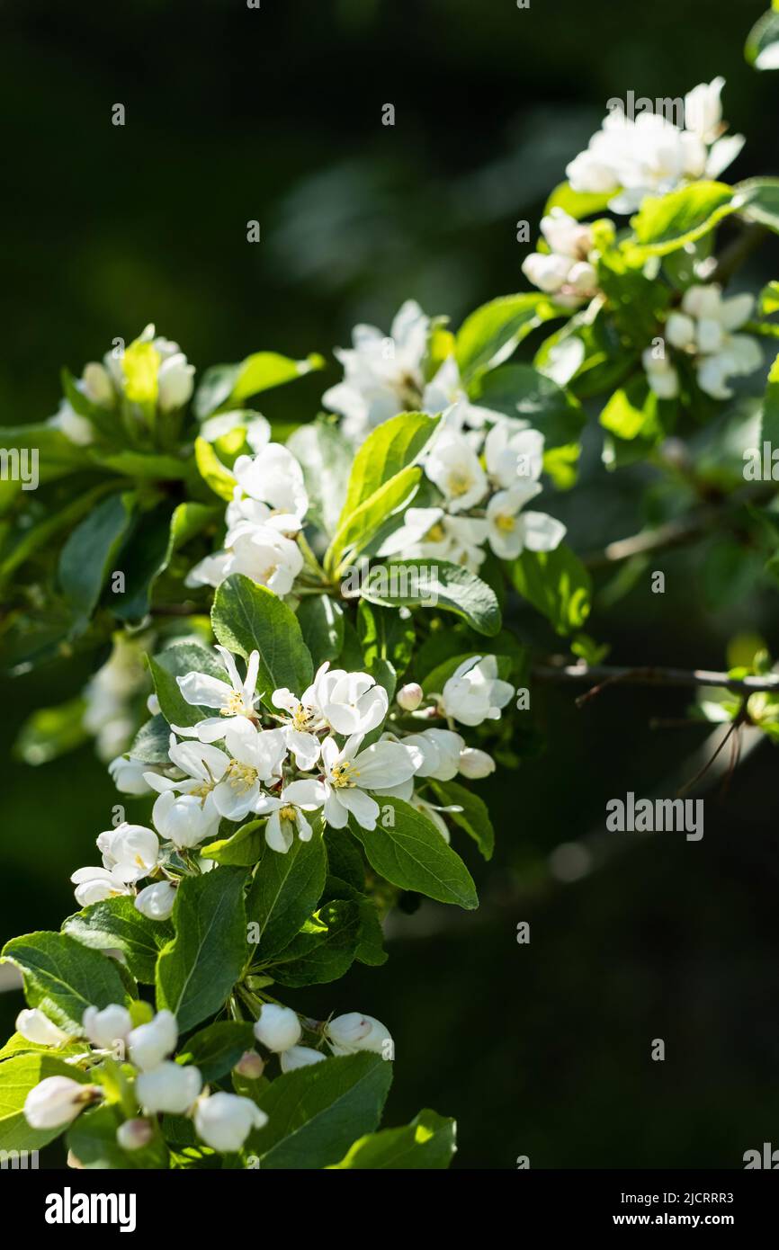hermosa flor de manzana blanca en el jardín de primavera Foto de stock