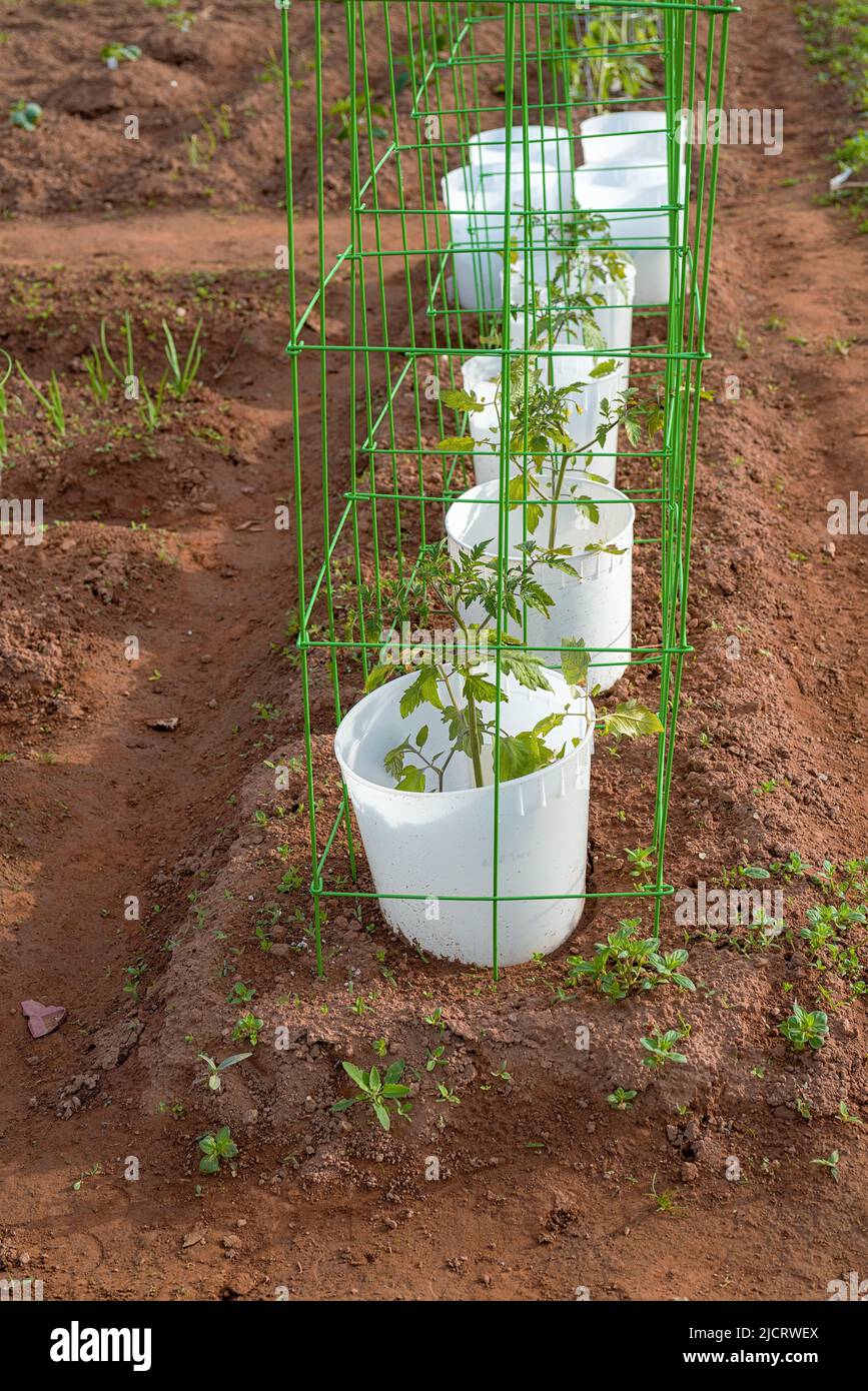Plantas jóvenes de tomate plantadas con la protección temprana de primavera de un cubo y con el apoyo de una jaula de alambre. Foto de stock
