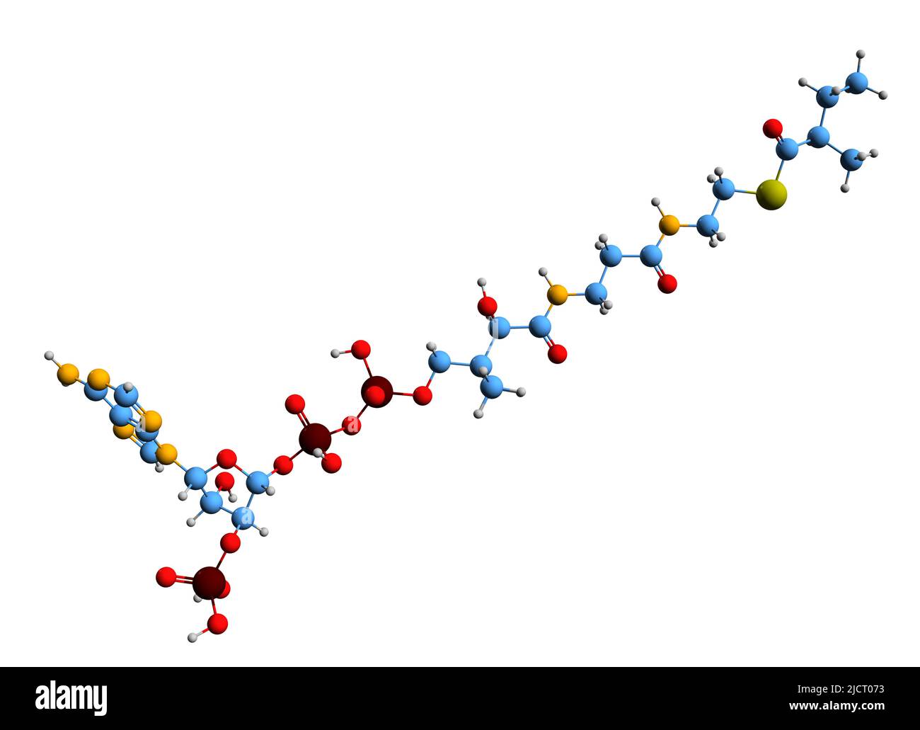 3D Imágen de 2-metilbutirilo-CoA (fórmula esquelética) - estructura química molecular del metabolito metilbutanoil-CoA aislado sobre fondo blanco Foto de stock