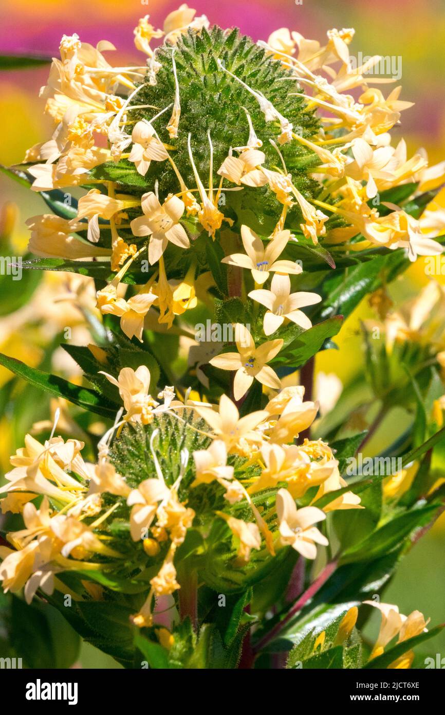 Collomia grandiflora, Flor, flor grande, Collomia, Flores, Floraciones, Cercanos, Flor, Jardín, Planta Foto de stock