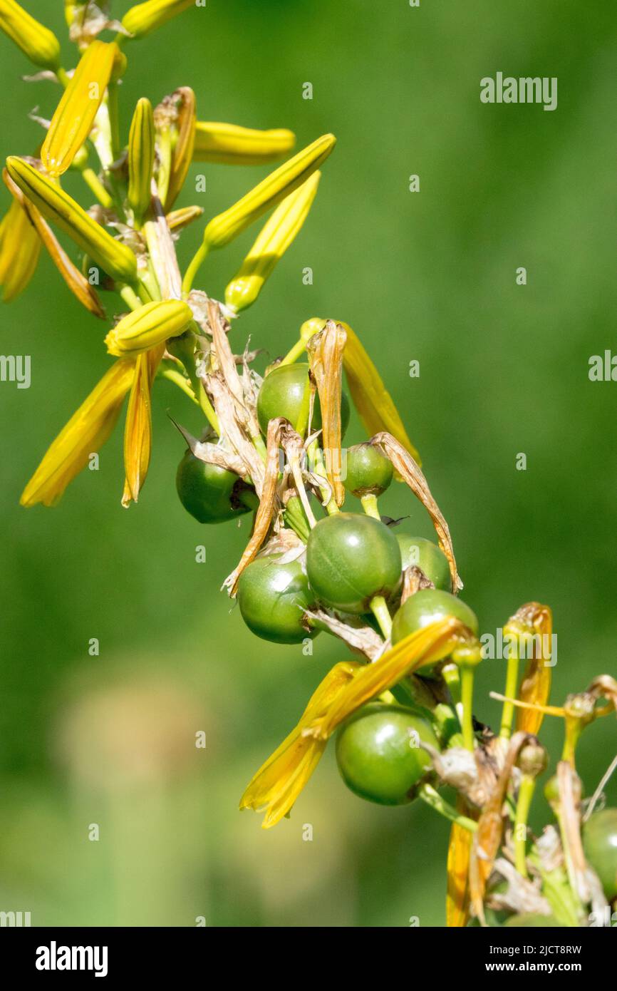 Asphodeline lutea, maduración, semillas, asfodel amarillo, frutas, Vainas, Semillas de plantas, Semilla Foto de stock