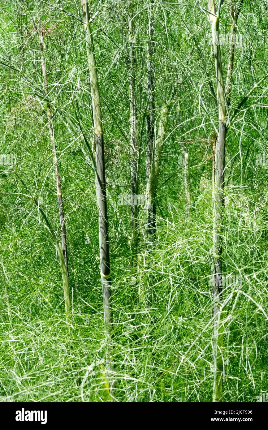 Foeniculum vulgare, tallos, en crecimiento Foto de stock