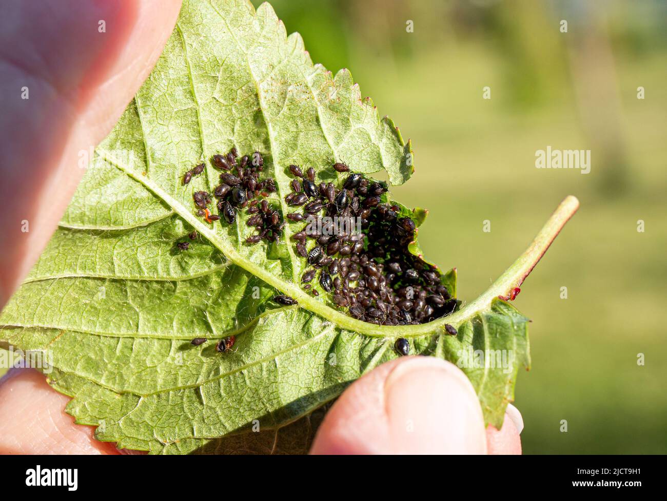 La mano de la persona que muestra hormigas creó la granja de los áfidos de Periphyllus en la hoja de la cereza en primavera para comer su jarabe dulce como residuo. Foto de stock