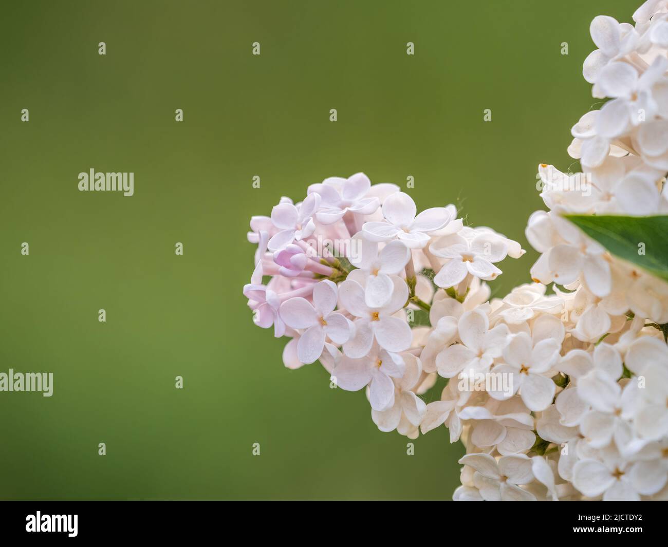 Flores lilas blancas en flor en primavera. Ramas con flores de primavera  lila Fotografía de stock - Alamy