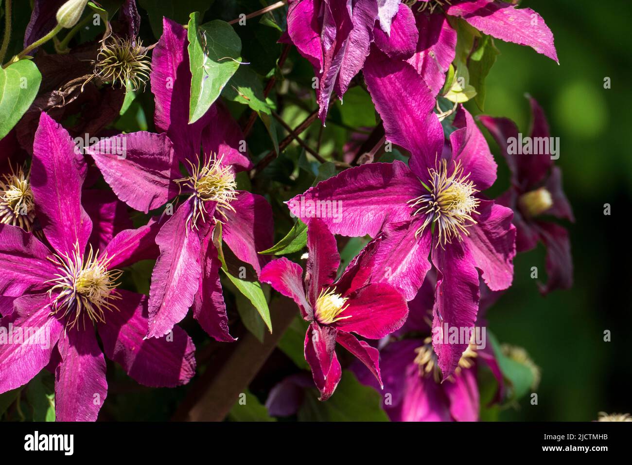 Violett farbene Clematis, Waldrebe Blüten wachsen an einem Holzbogen Foto de stock