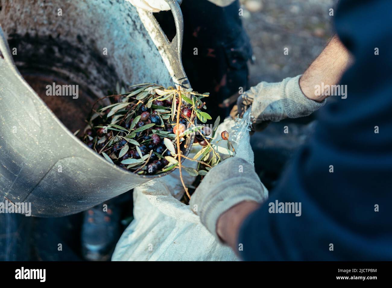 un trabajador vacía una cesta de aceitunas con la ayuda de un compañero de trabajo Foto de stock