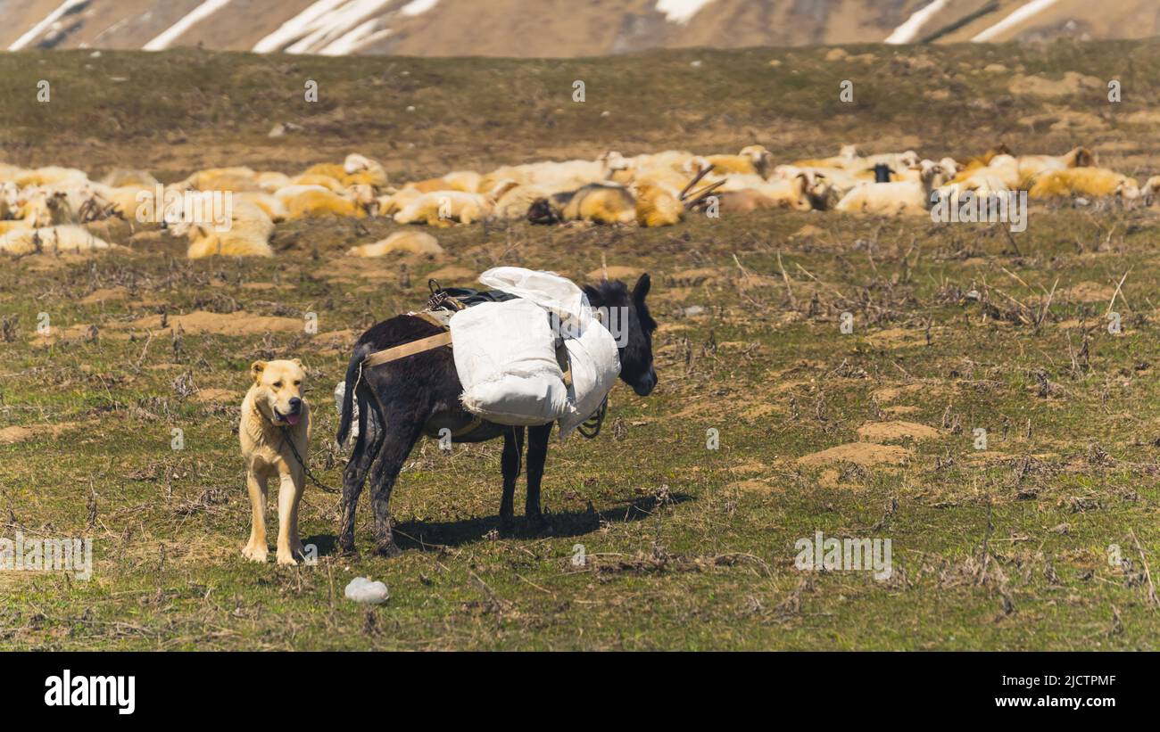 Perro y burro con ovejas rebaño en el campo, Georgia, Caucasia. Fotografías de alta calidad Foto de stock