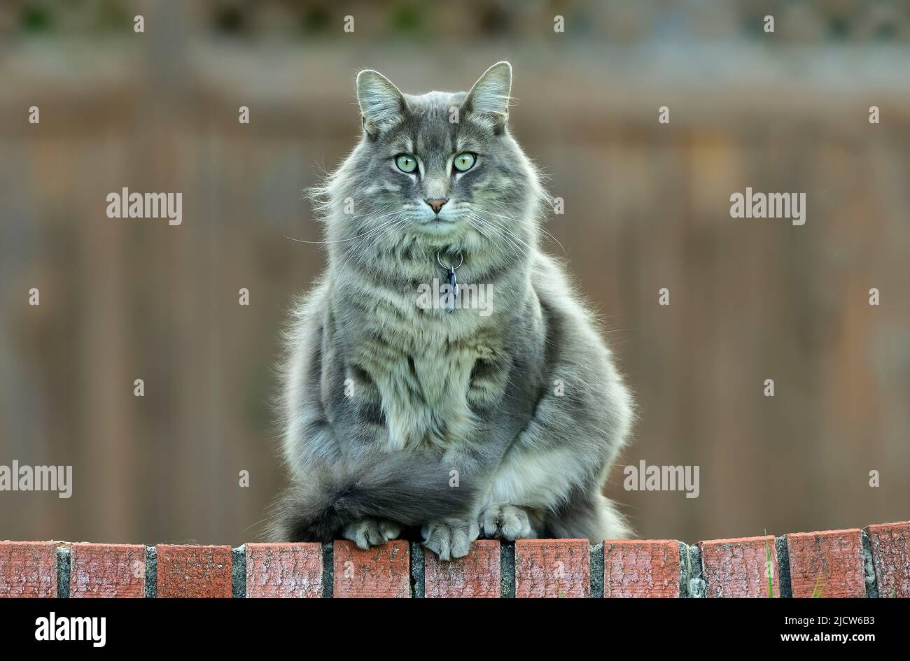 Un gato doméstico adulto sentado en una valla de ladrillo Foto de stock