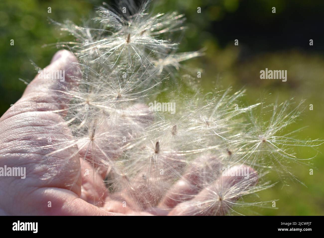 Mano sosteniendo la dispersión del viento de la semilla del cardo volador de la planta Foto de stock