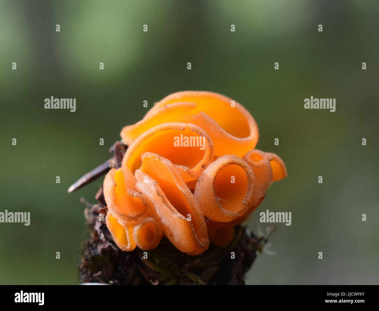 El hongo de piel de naranja Aurantia aleuri Foto de stock