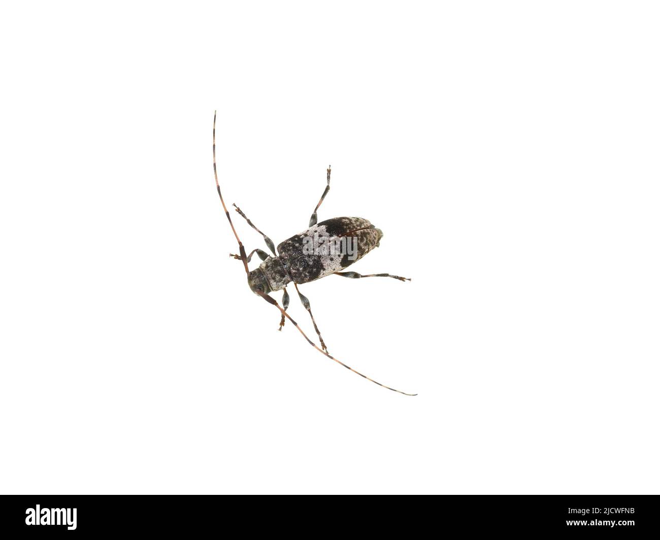 El escarabajo gris y negro de cuerno largo acanthocerus griseus aislado sobre fondo blanco Foto de stock