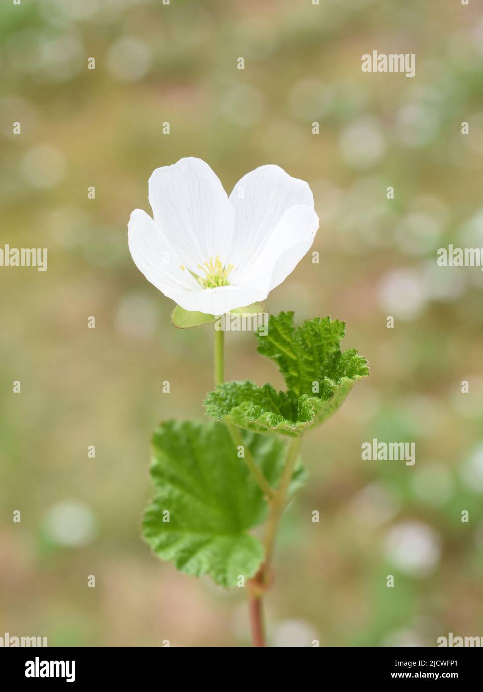 Planta de arándanos Rubus chamaemorus floreciendo con flor blanca Foto de stock