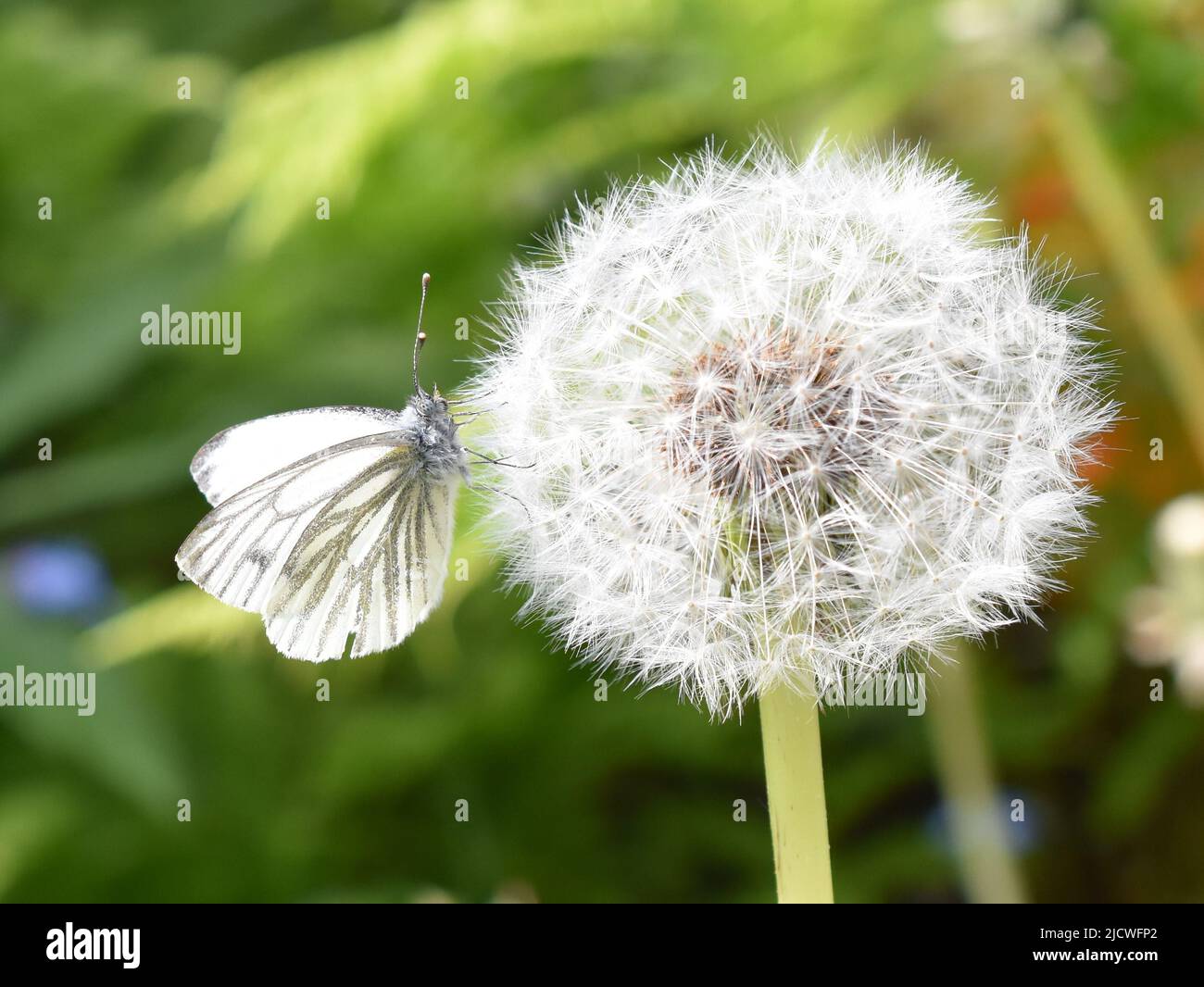 Mariposa de repollo blanco sentada en una bola de semillas de diente de león Foto de stock