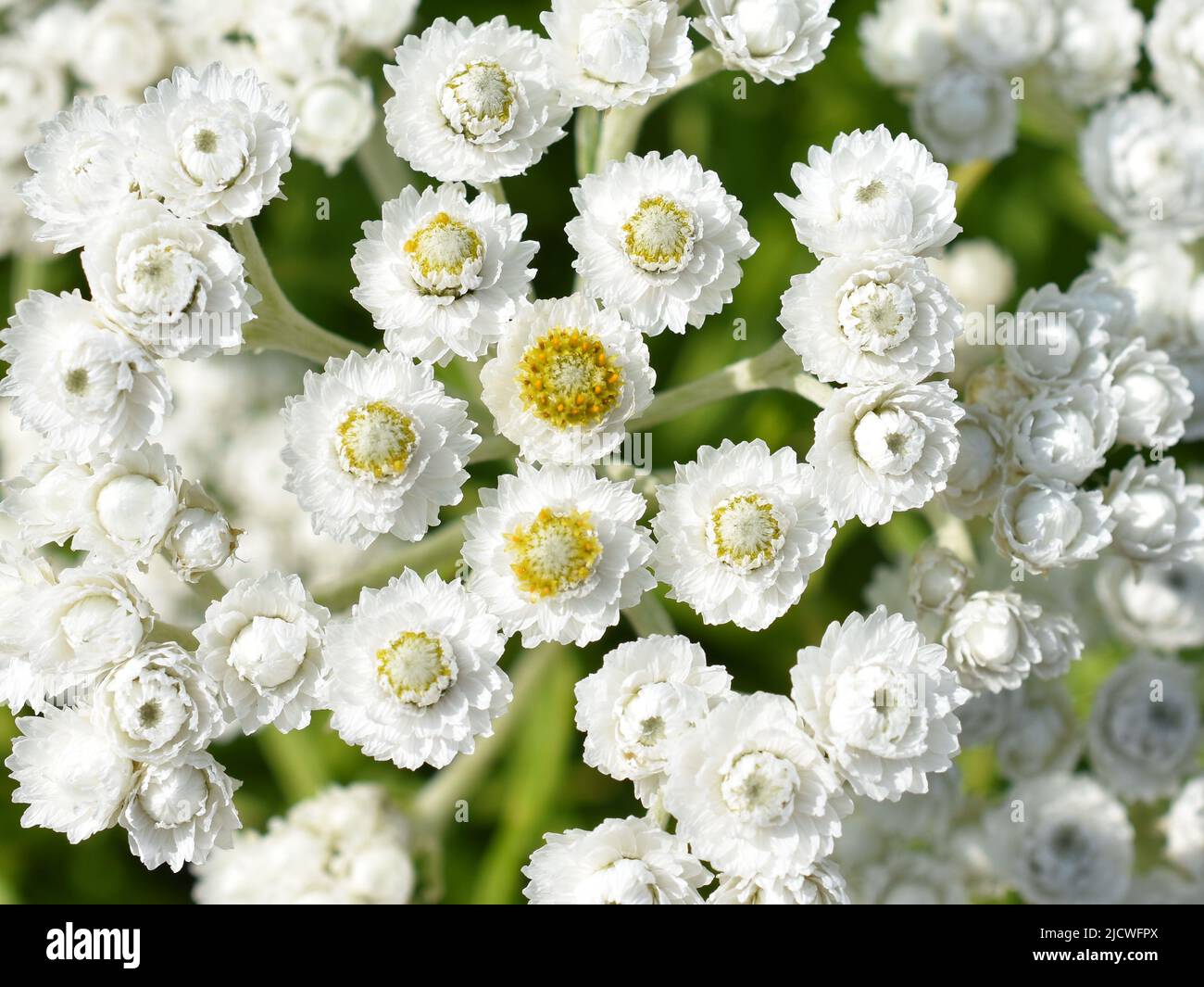 Primer plano sobre las flores blancas en la margaritacea anaphalis perenne occidental Foto de stock