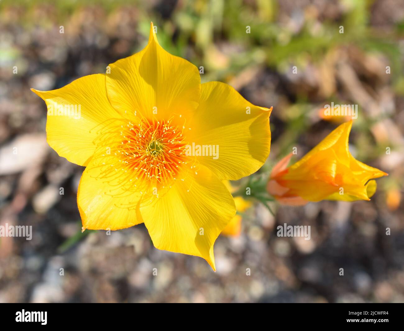 Primer plano sobre la flor amarilla de una estrella llameante de la bartonia dorada Mentzelia lindleyi planta Foto de stock