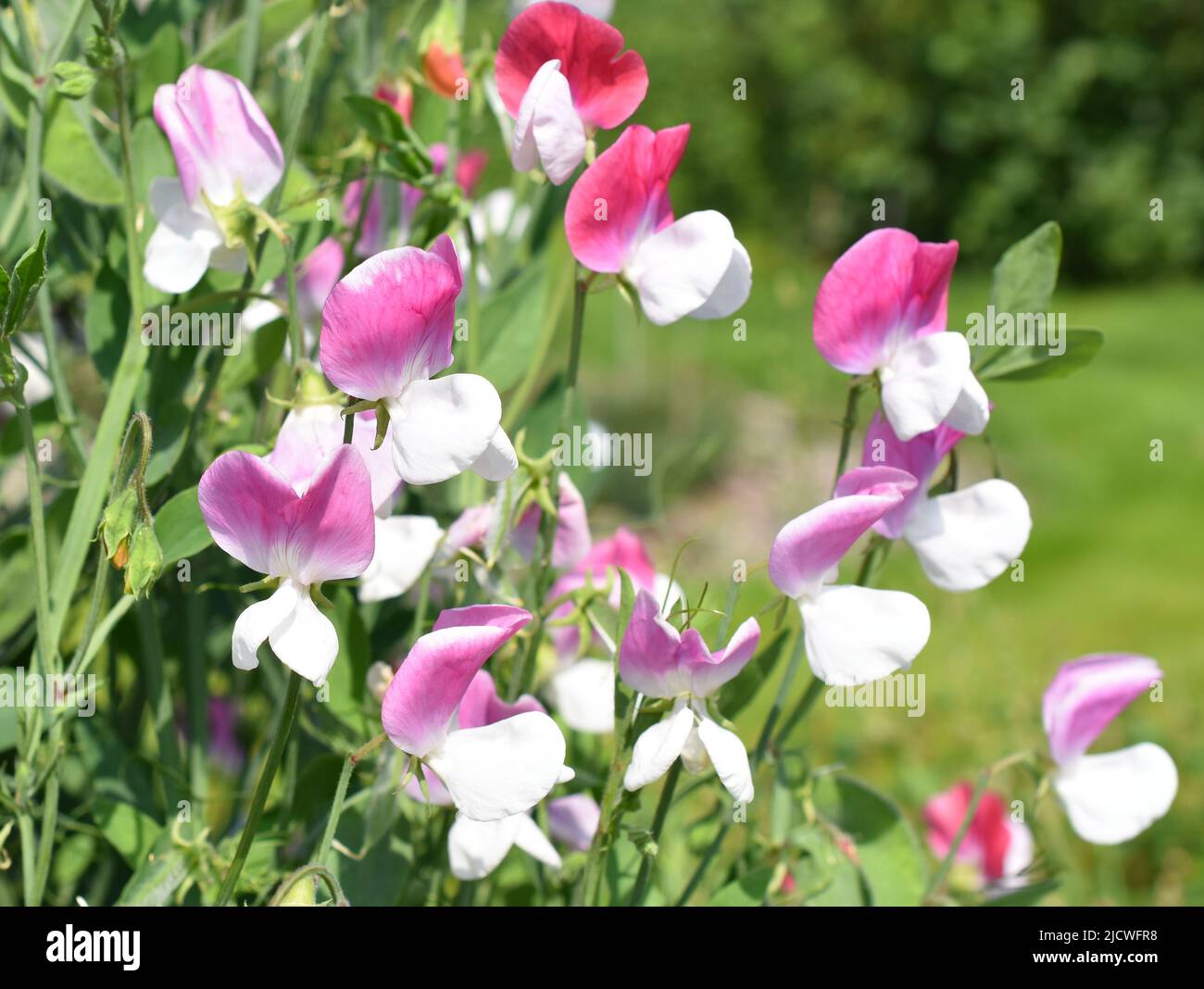 Guisante dulce Lathyrus odoratus flores en diferentes colores rosas Foto de stock