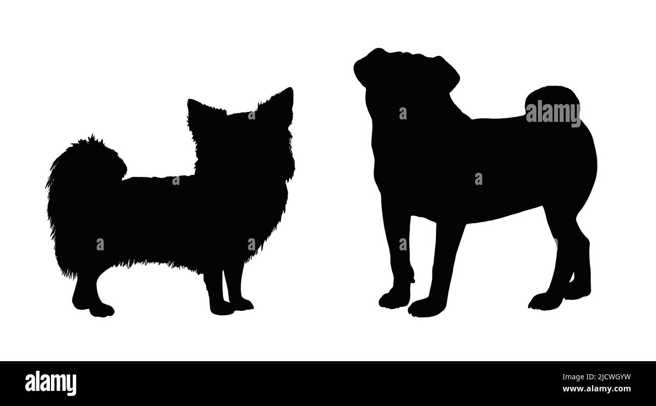 Chihuahua y dibujo de pug. Ilustración aislada con perros. Foto de stock