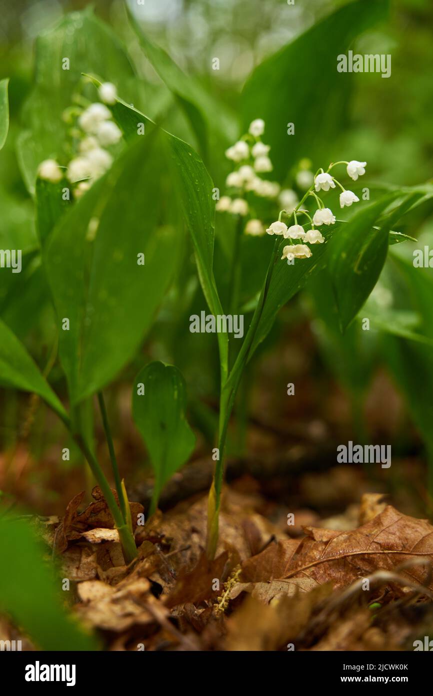 Lirio del valle diminutas flores blancas fragantes en el suelo del bosque Foto de stock