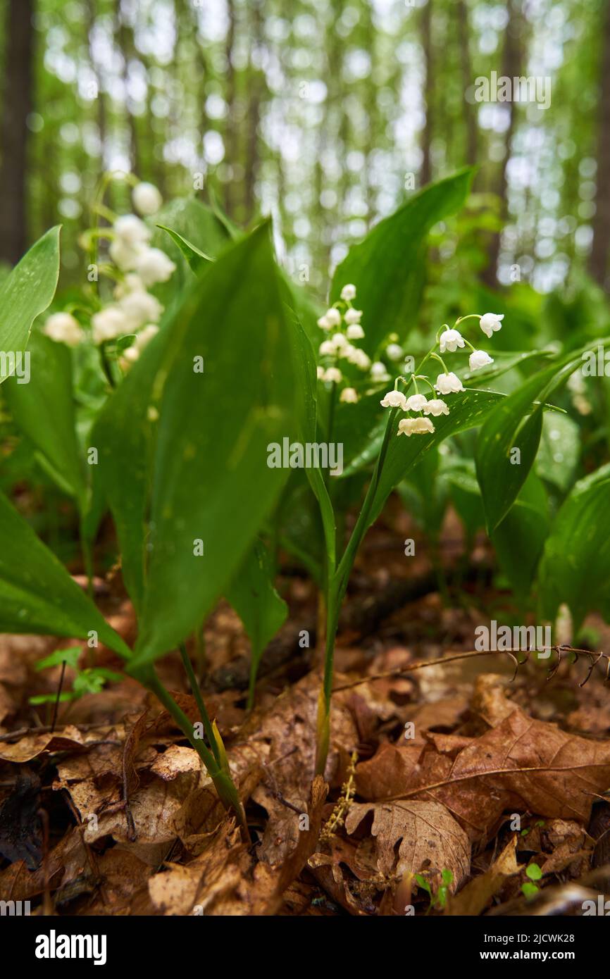 Lirio del valle diminutas flores blancas fragantes en el suelo del bosque Foto de stock