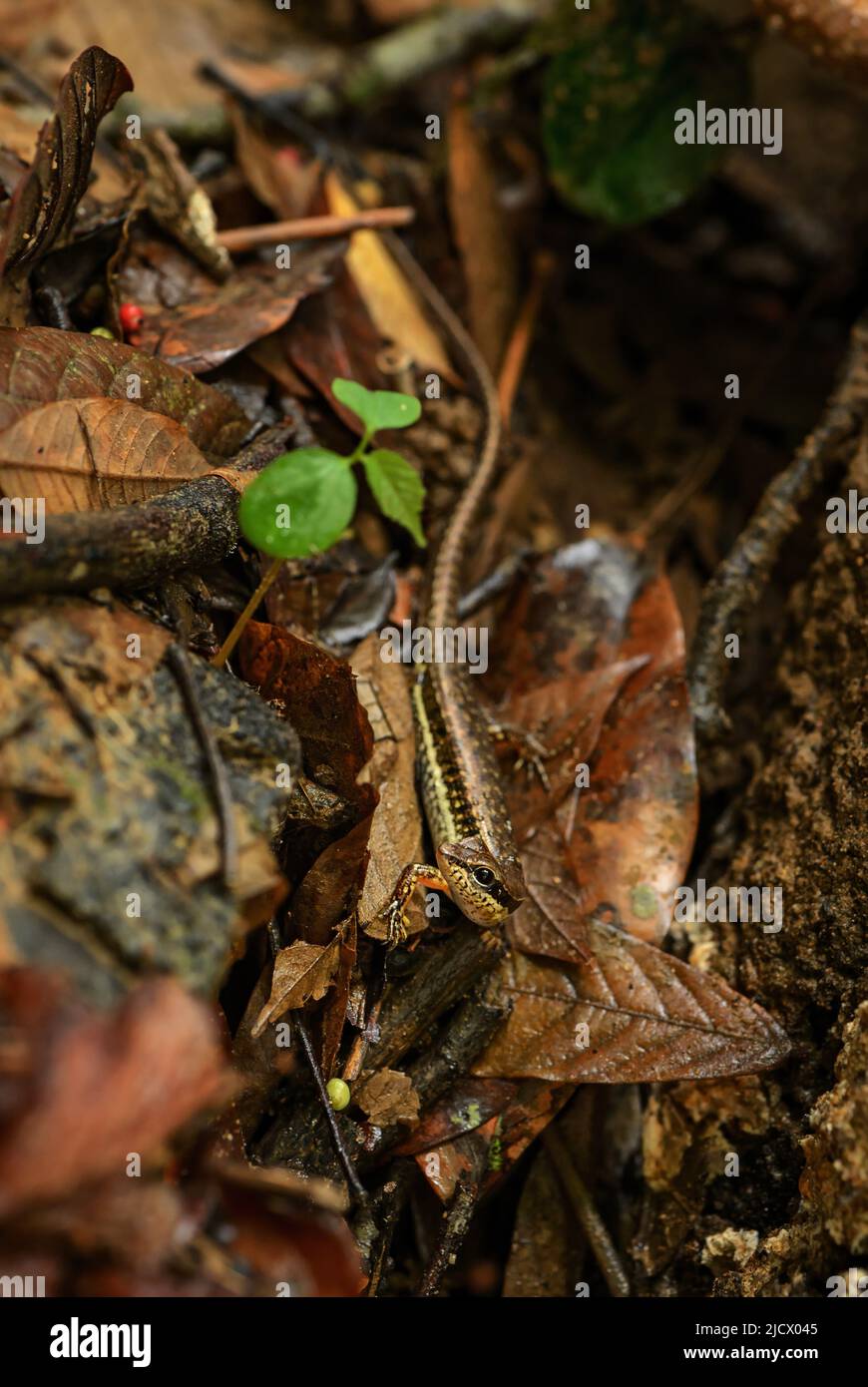 Manchas de bosque Skink - Sfenomenorphus maculatus, pequeño lagarto oculto de los bosques y bosques asiáticos, Tailandia. Foto de stock