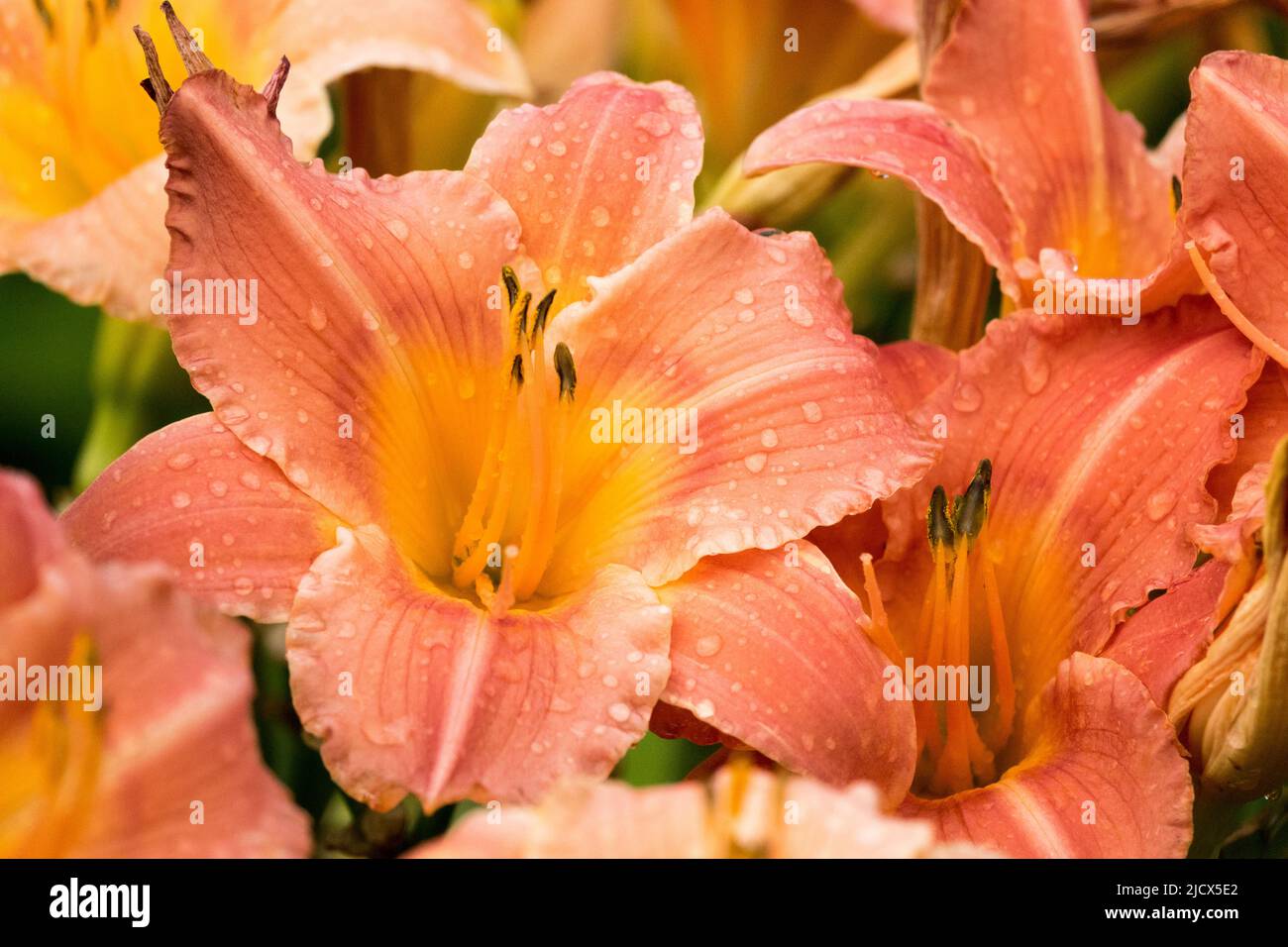 Verano, Temporada, Flores, Daylilies, Hemerocallis 'Tangerina Rosa', Floración, Floración, Hemerocallis Daylily Foto de stock