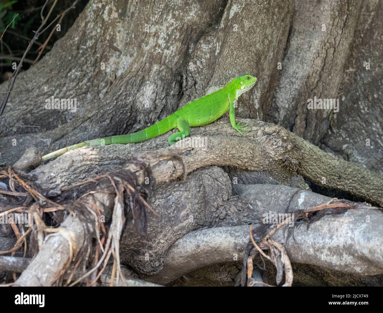 Iguana verde adulta (Iguana iguana), tomando el sol en las orillas del Río Tres Irmao, Mato Grosso, Pantanal, Brasil, Sudamérica Foto de stock