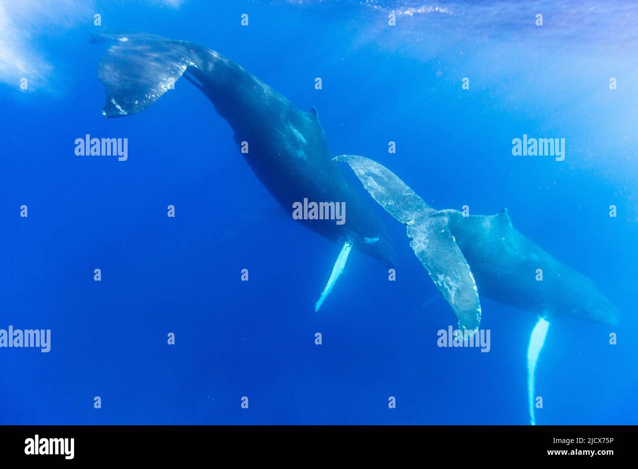 Un par de ballenas jorobadas (Megaptera novaeangliae), bajo el agua en el Banco de Plata, República Dominicana, Antillas Mayores, Caribe, Centroamérica Foto de stock