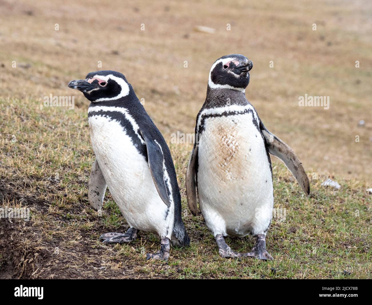 Un par de pingüinos magelánicos adultos (Spheniscus magellanicus), cerca de su madriguera en la Isla Saunders, Falklands, Sudamérica Foto de stock
