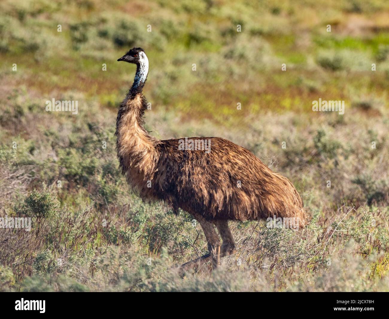 emu adulto (Dramaius novaehollandiae), en el monte del Parque Nacional de Cape Range, Australia Occidental, Australia, Pacífico Foto de stock
