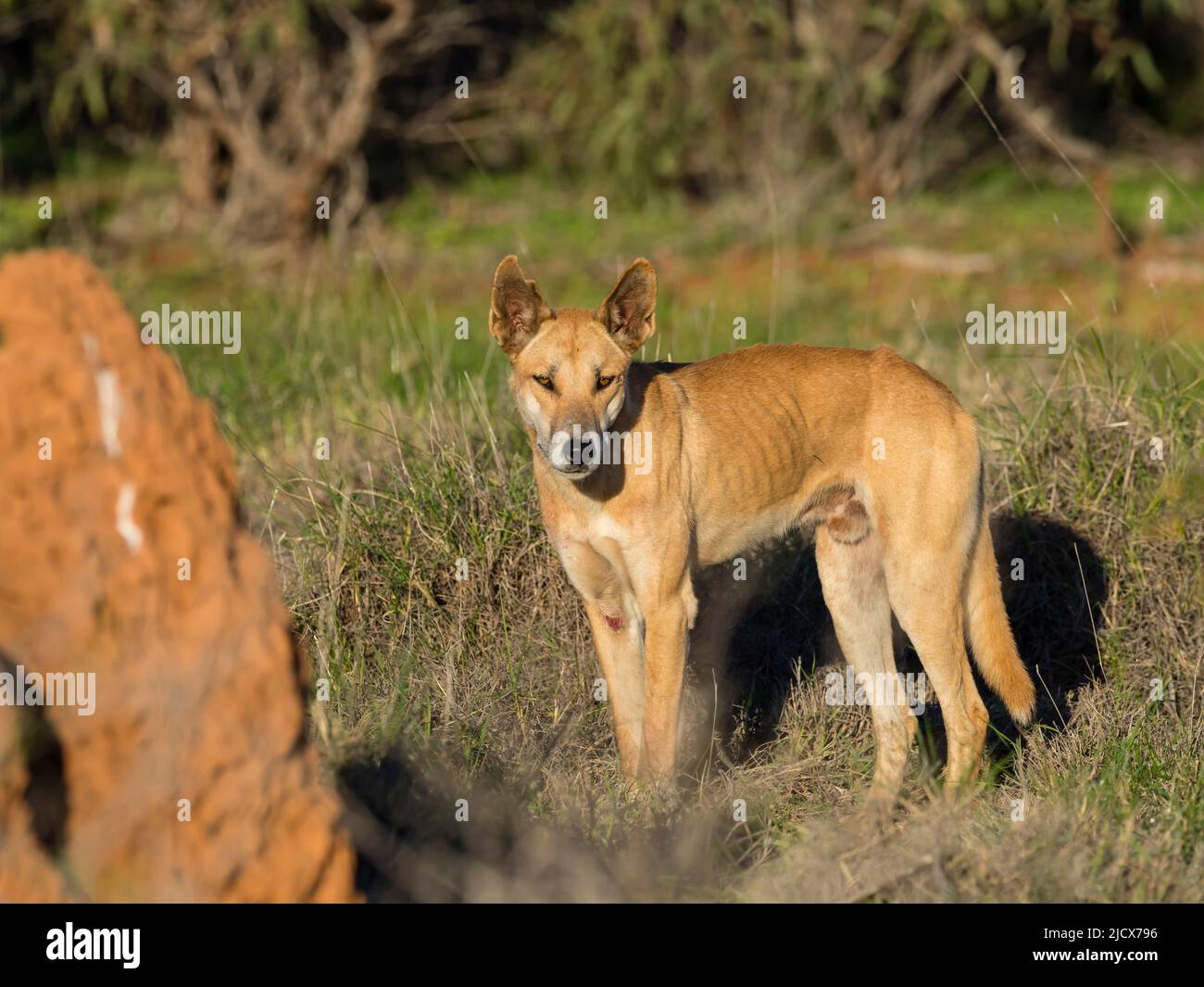Dingo masculino adulto (Canis lupus dingo), en el monte del Parque Nacional Cape Range, Australia Occidental, Australia, Pacífico Foto de stock