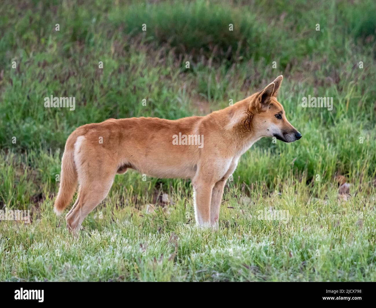 Dingo masculino adulto (Canis lupus dingo), en el monte del Parque Nacional Cape Range, Australia Occidental, Australia, Pacífico Foto de stock
