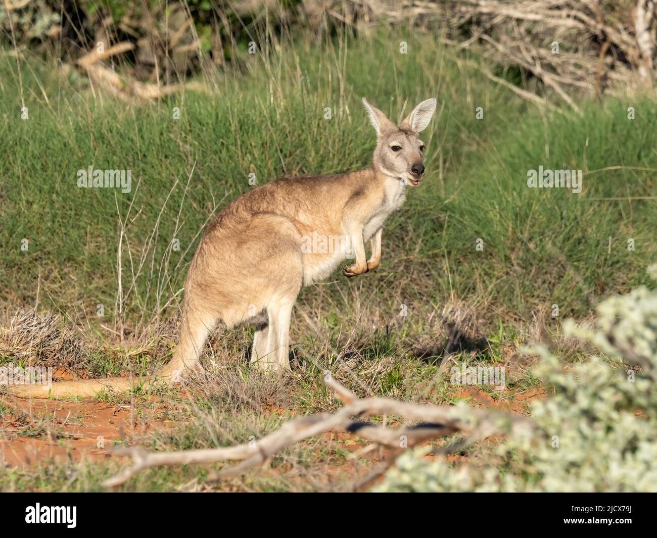 Canguro rojo adulto (Macropus rufus), en el Parque Nacional Cape Range, Australia Occidental, Australia, Pacífico Foto de stock