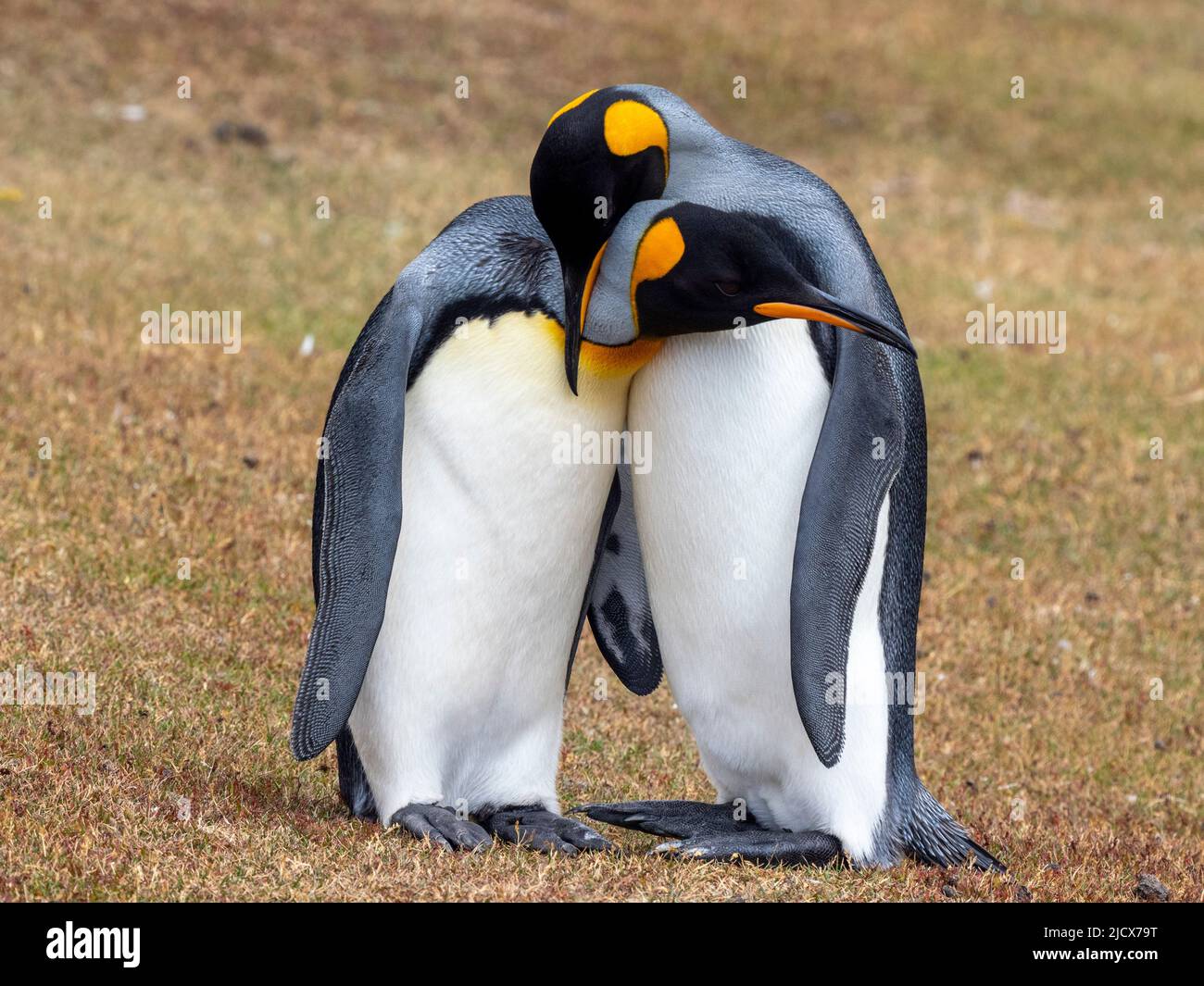 Un par de pingüinos rey adultos (Aptenodytes patagonicus), exhibición de cortejo en la Isla Saunders, Falklands, Sudamérica Foto de stock