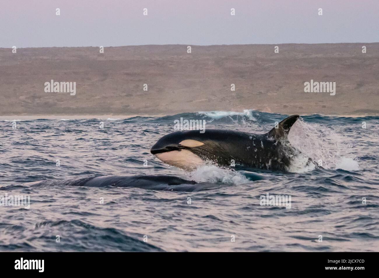 Una vaina de orcas (Orcinus orca), atacando a una ballena jorobada en el arrecife de Ningaloo, Australia Occidental, Australia, Pacífico Foto de stock