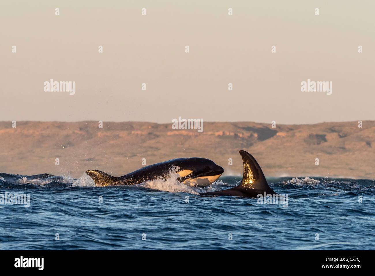 Una vaina de mamíferos comiendo orcas (Orcinus orca), que surfían en el arrecife de Ningaloo, Australia Occidental, Australia, Pacífico Foto de stock